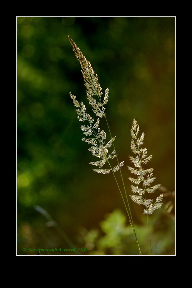 Вейник наземный - Calamagrostis epigeios