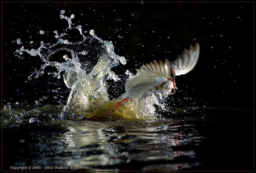 Common Tern: Catching a Fish