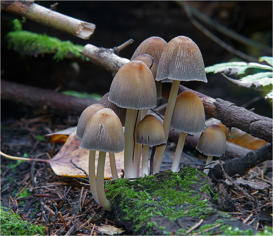 Coprinus micaceus - Навозник мерцающий