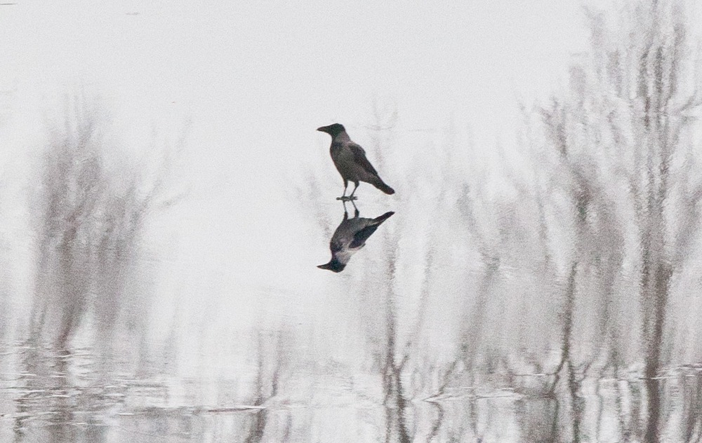 Crow on Ice / Ворона на льду