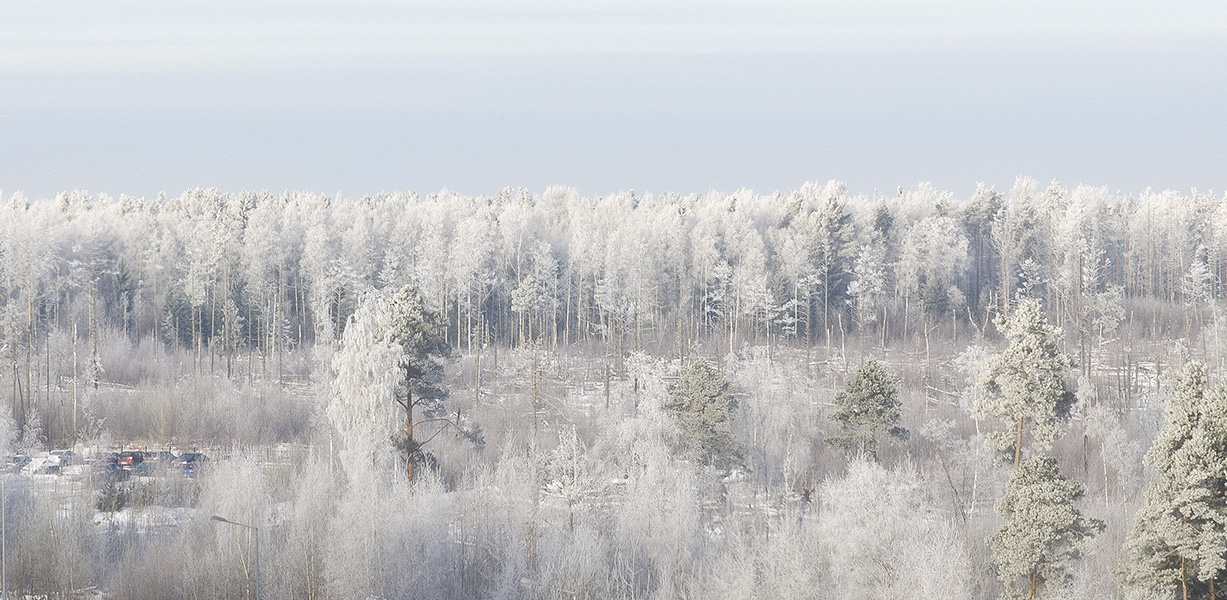 Зимнее утро