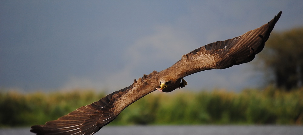 Hungry birds_2