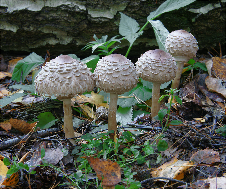 Macrolepiota rhacodes - Зонтик краснеющий