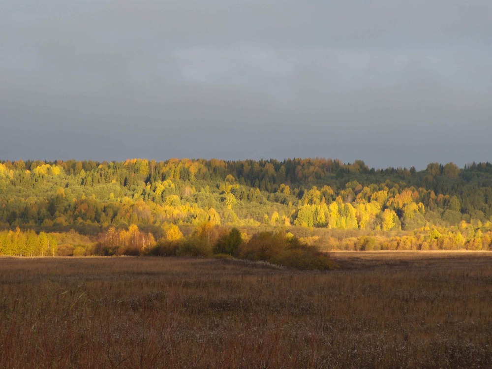 Рассвет в лесу