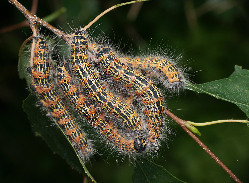 Phalera bucephala - Лунка серебристая