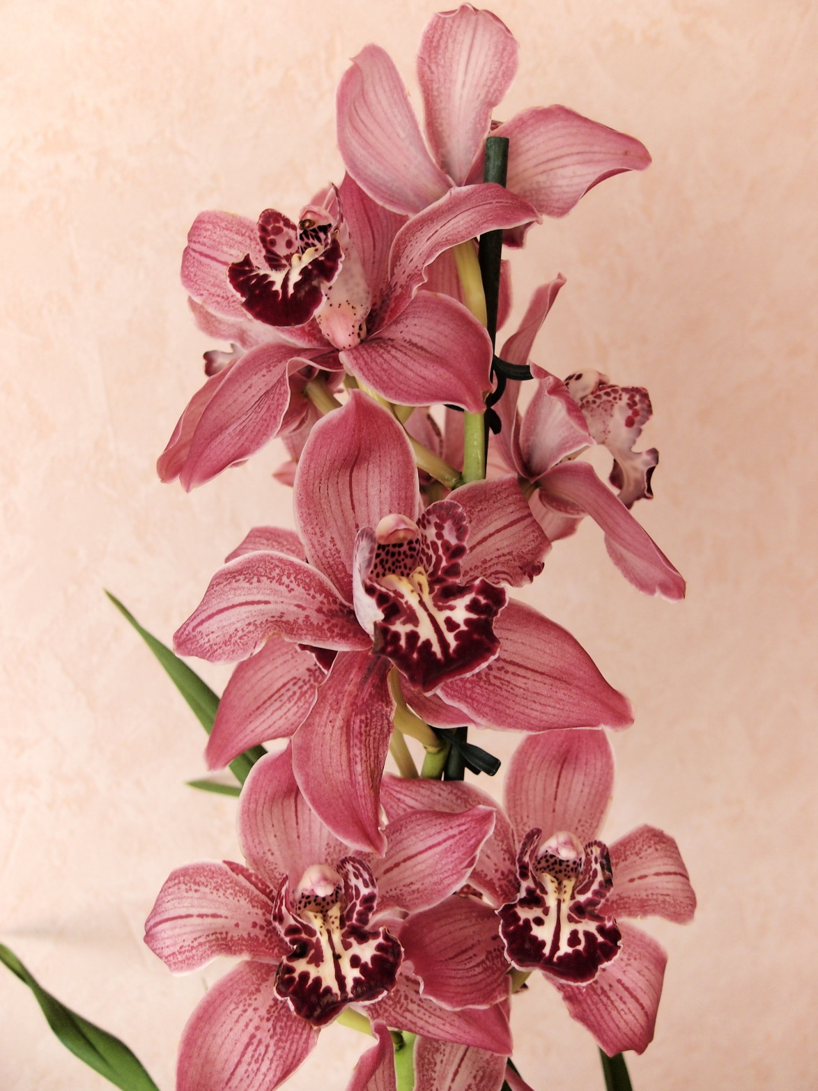 CYMBIDIUM