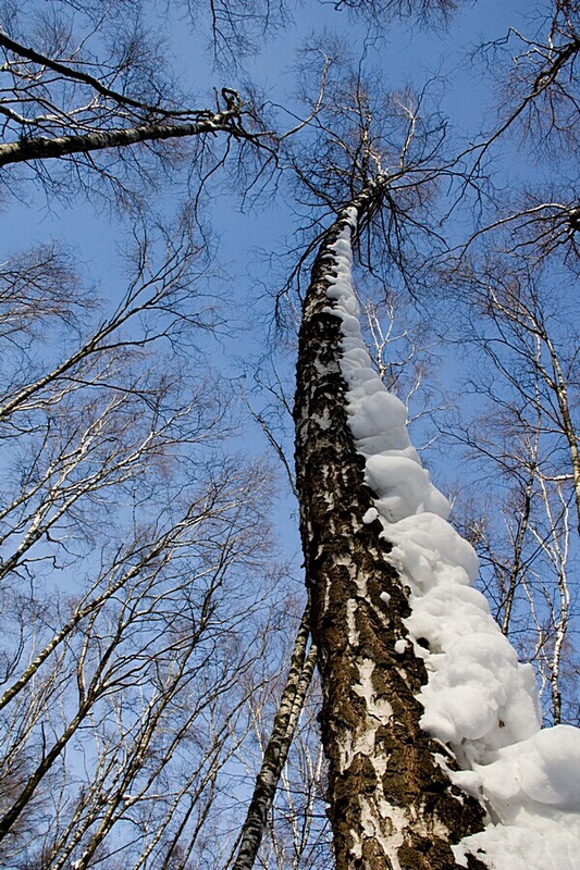 Снежная дорожка