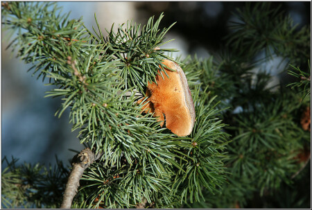 Хвойные абстракции [17169]