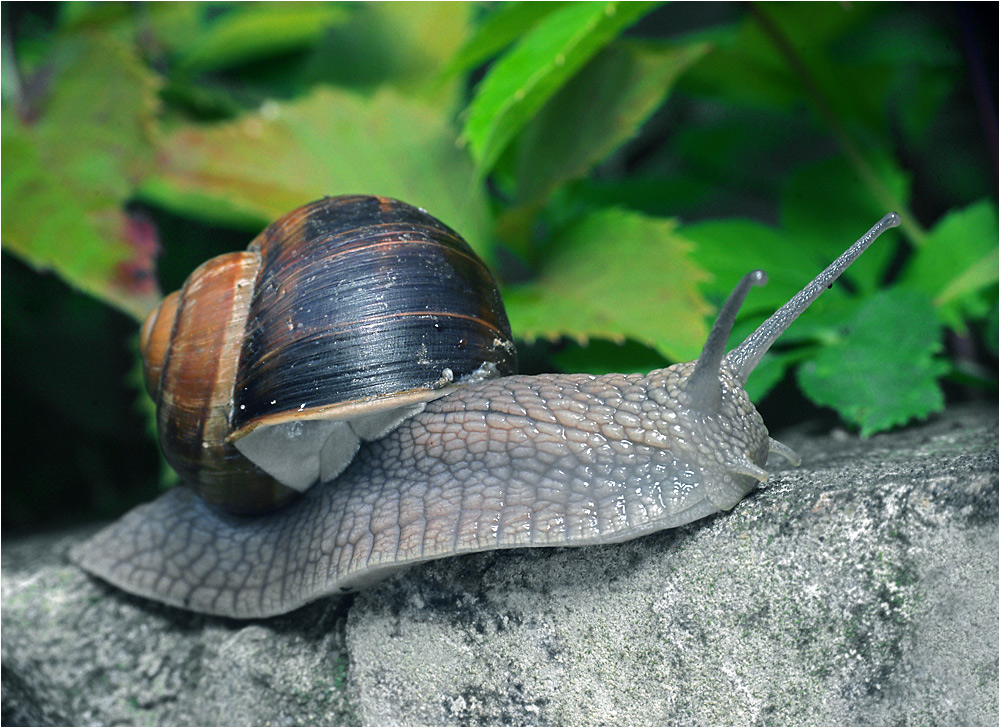 Helix pomatia - Виноградная улитка