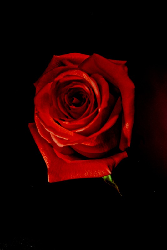 Red Rose