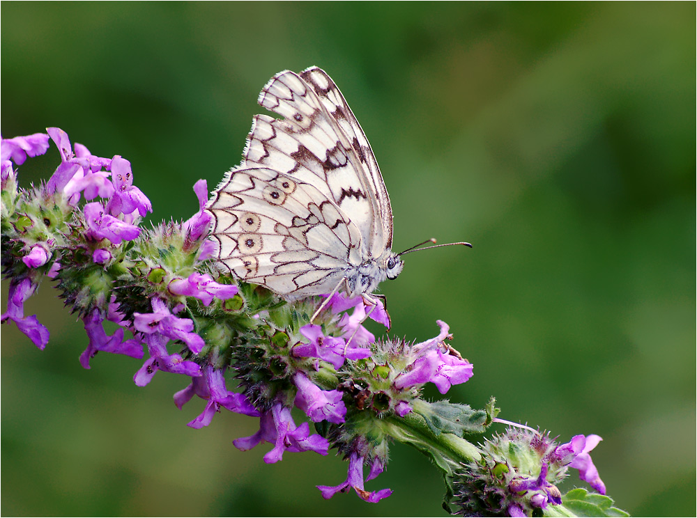 Melanargia russiae russiae - Меланаргия русская