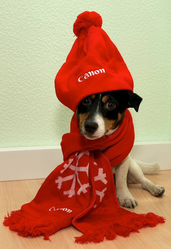 Canon Dog