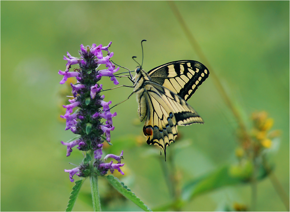 Papilio machaon - Махаон