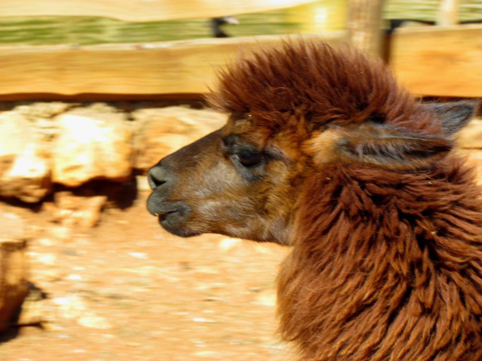 Lama