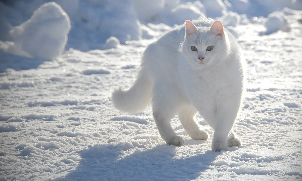 Кот белый