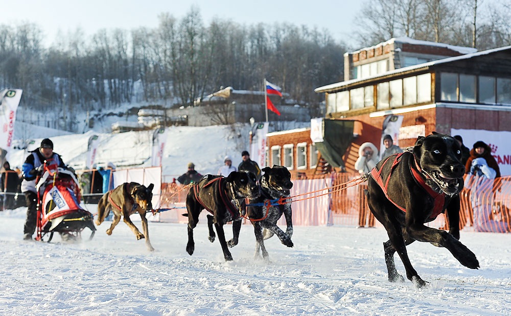 четверка ездовых