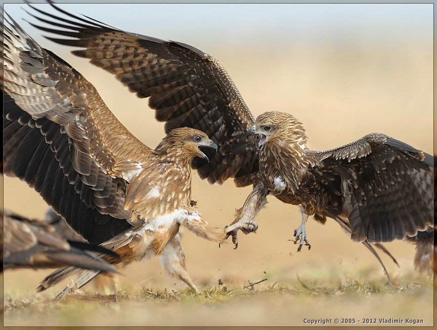 Black Kite: Бой Коршунов