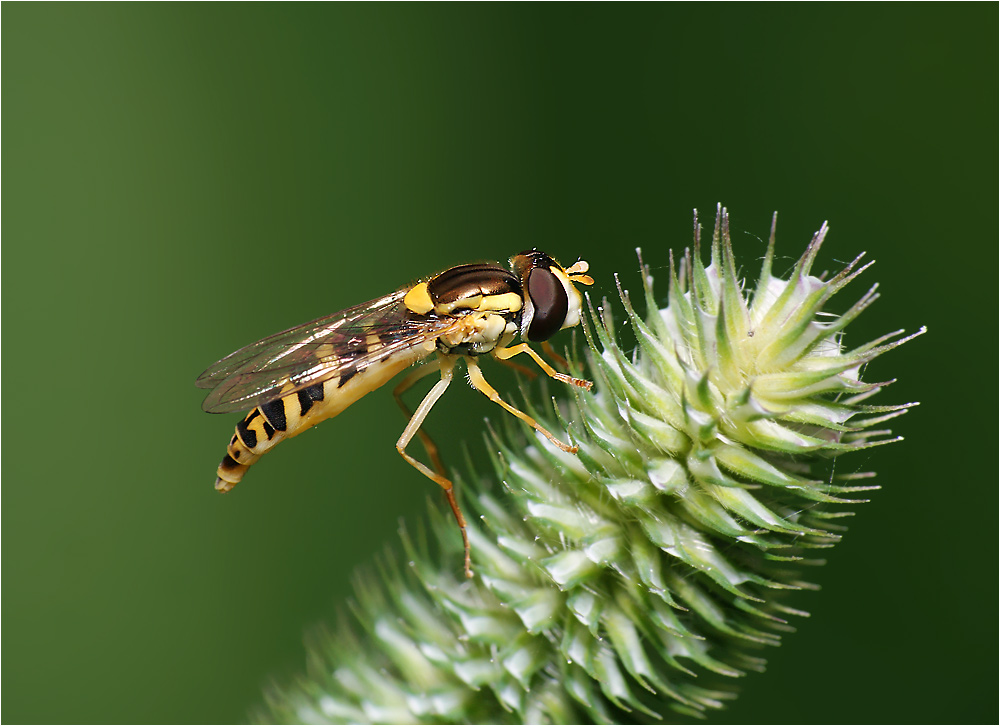 Sphaerophoria scripta - Шароноска украшенная