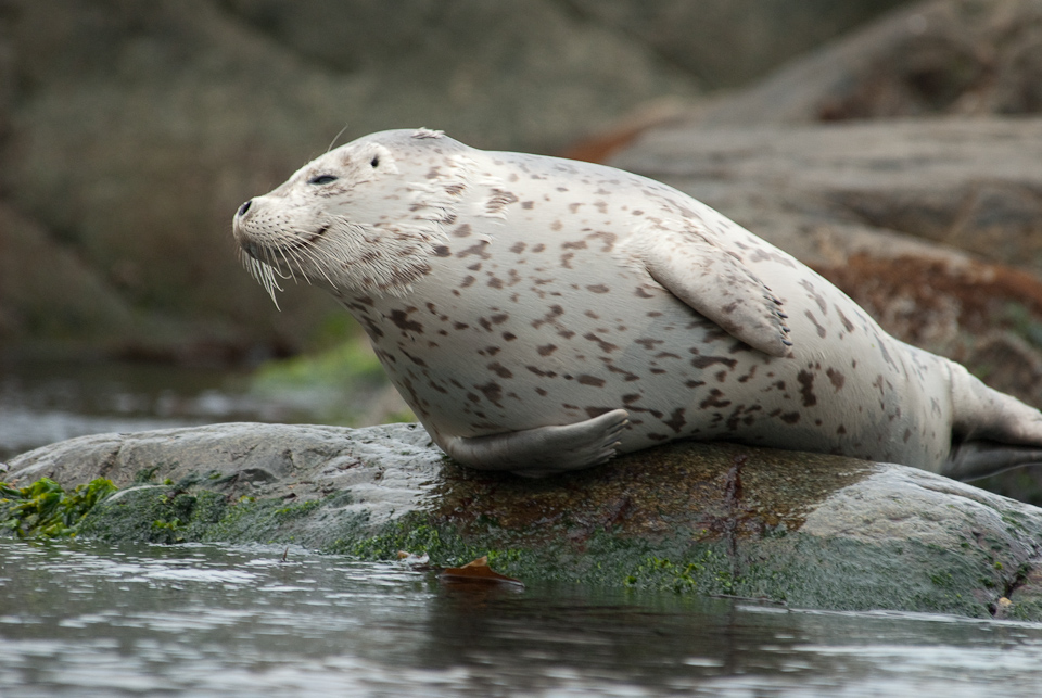 Harbor seal