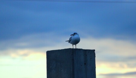 чайка, утром)