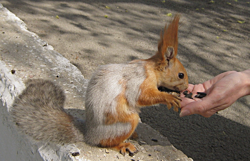 Линяющая белка Sciurus vulgaris или векша