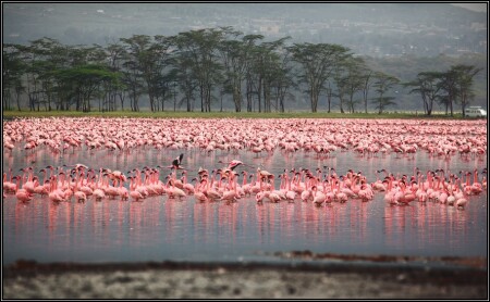 Lake Nakuru.Kenya
