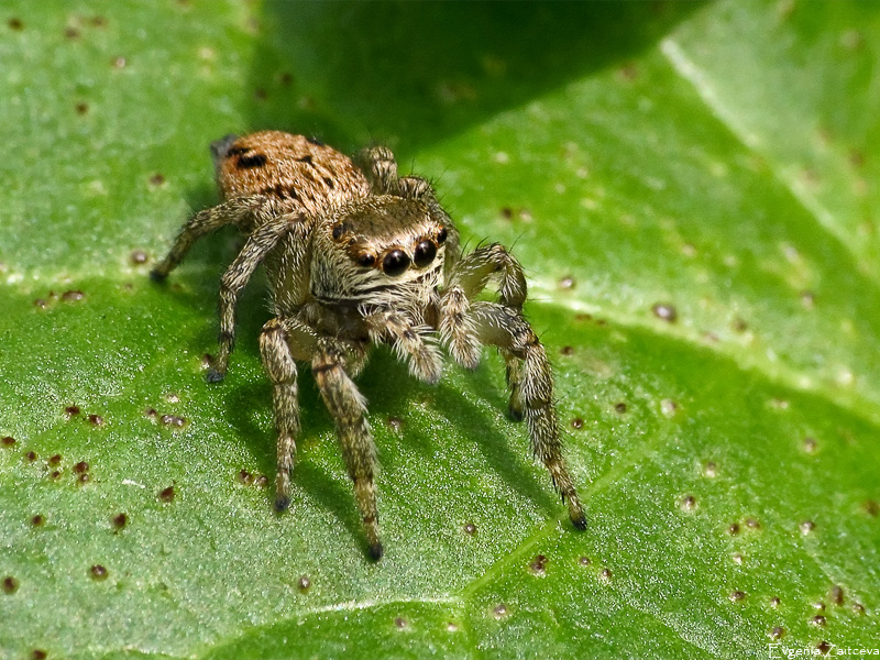 Скакунчик