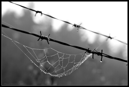 Гамак строгого режима