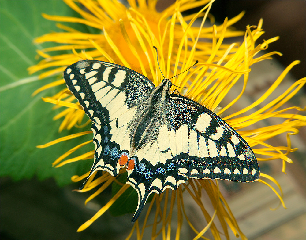 Papilio machaon - Махаон