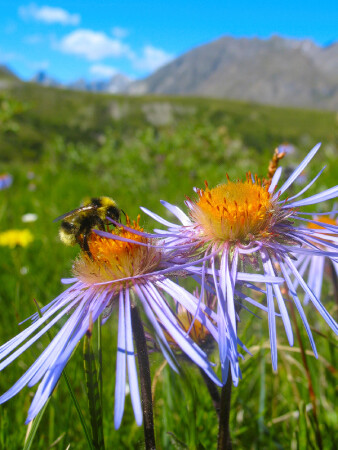 Альпийские цветы I