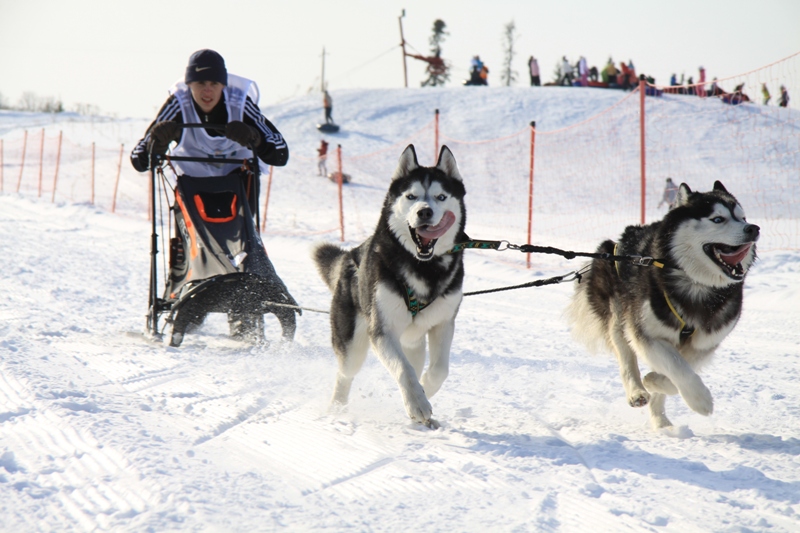 Skijoring