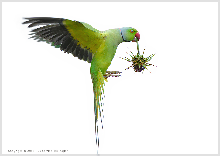 Rose-ringed Parakeet: Портрет попугая в высоком ключе