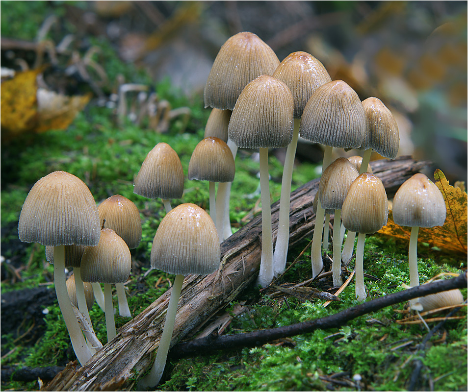 Coprinus micaceus - Навозник мерцающий.