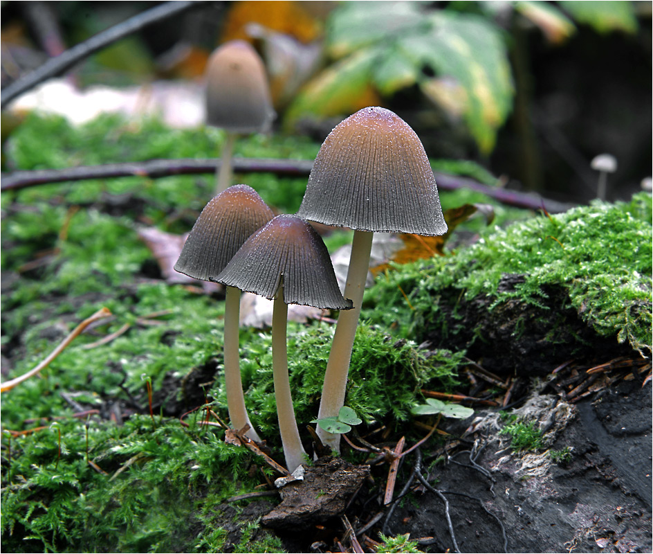 Coprinus micaceus - Навозник мерцающий.