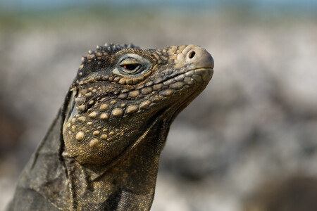 Маленький кубинский динозавр