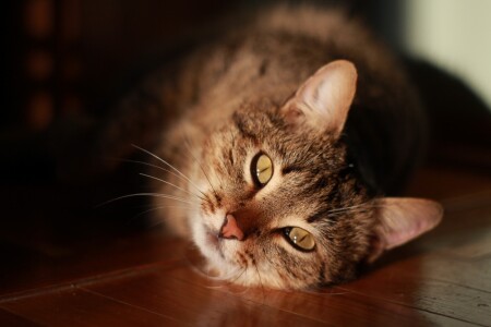 Котэ весенний