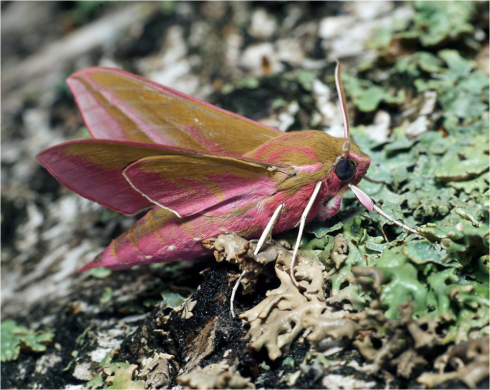 Deileohila elpenor - Бражник винный средний