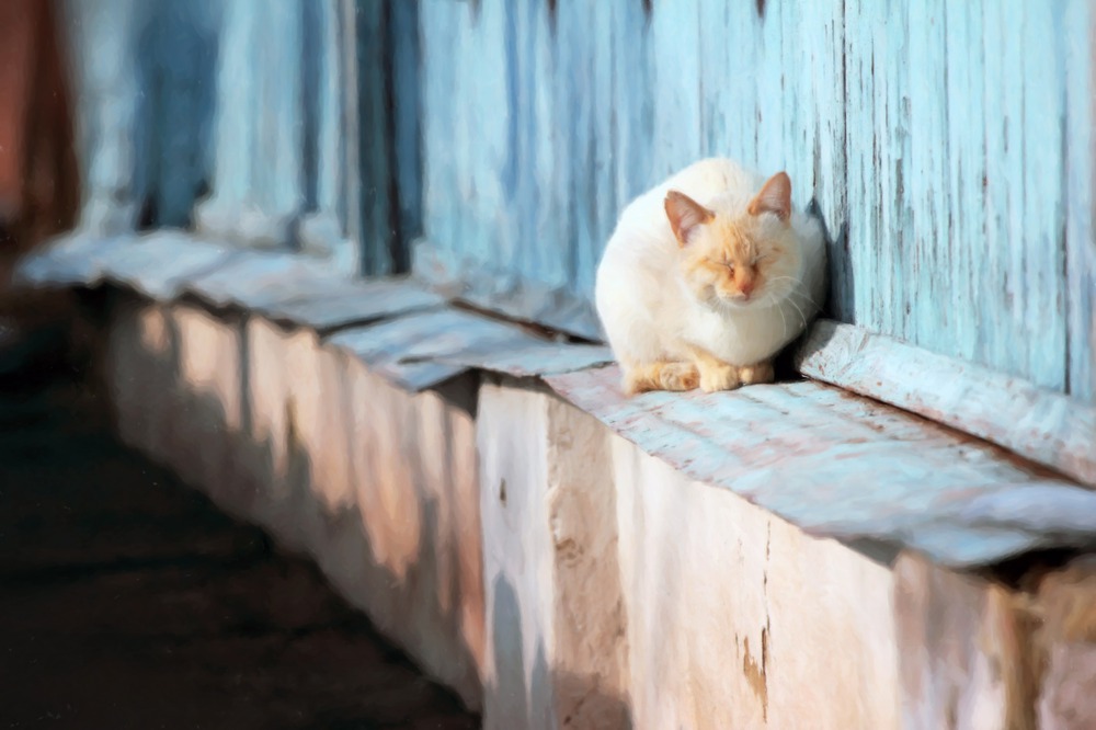 a cat in the butter