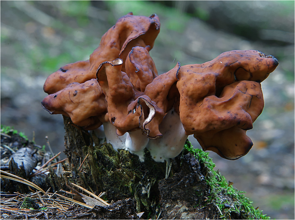 Gyromitra infula - Строчок осенний