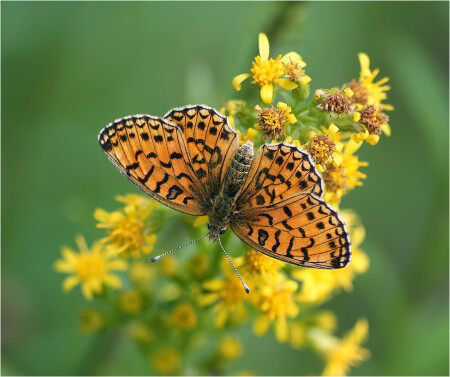 Clossiana selene = Boloria s. — Перламутровка Селена