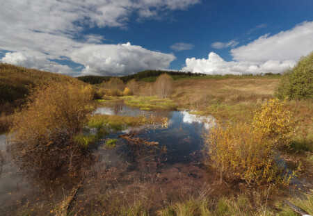 Осенняя лужица