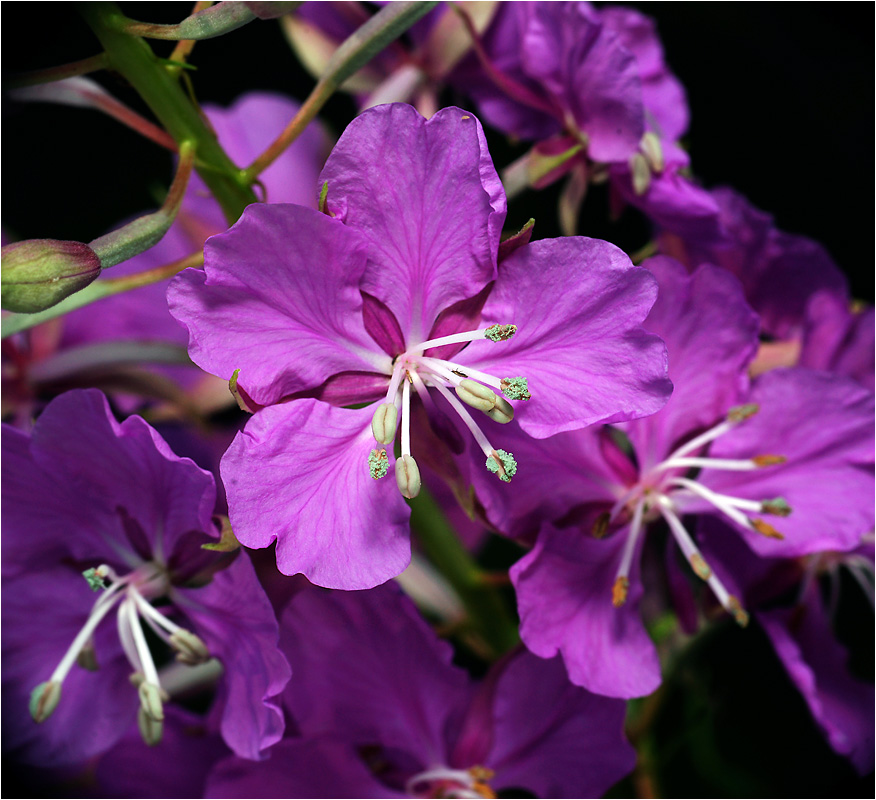 Chamaenerion angustifolium