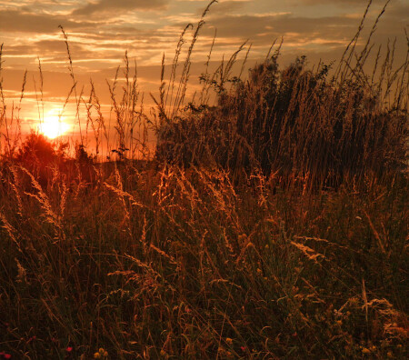 Запутавшись в траве
