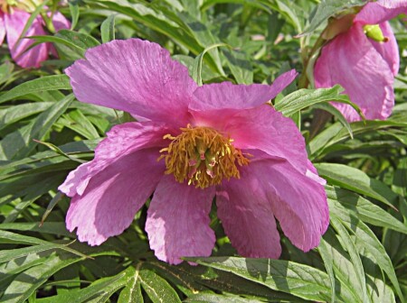 Пион уклоняющийся, или Марьин корень Paeonia anomala