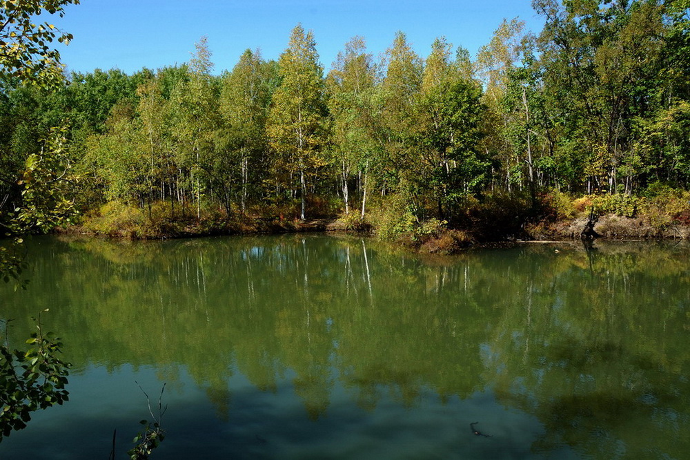 Лесное зеркальце