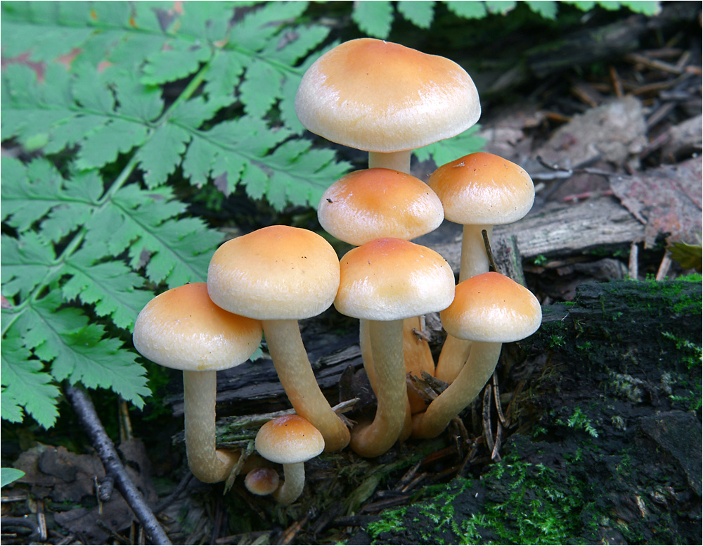 Hypholoma capnoides - Ложноопенок серопластинчатый