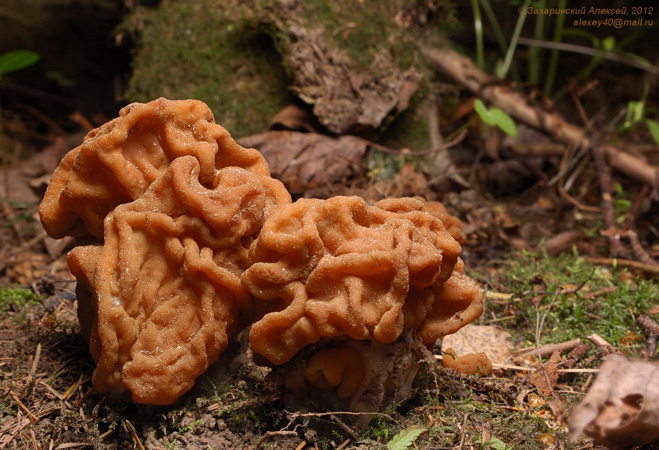 Строчок гигантский - Gyromitra gigas