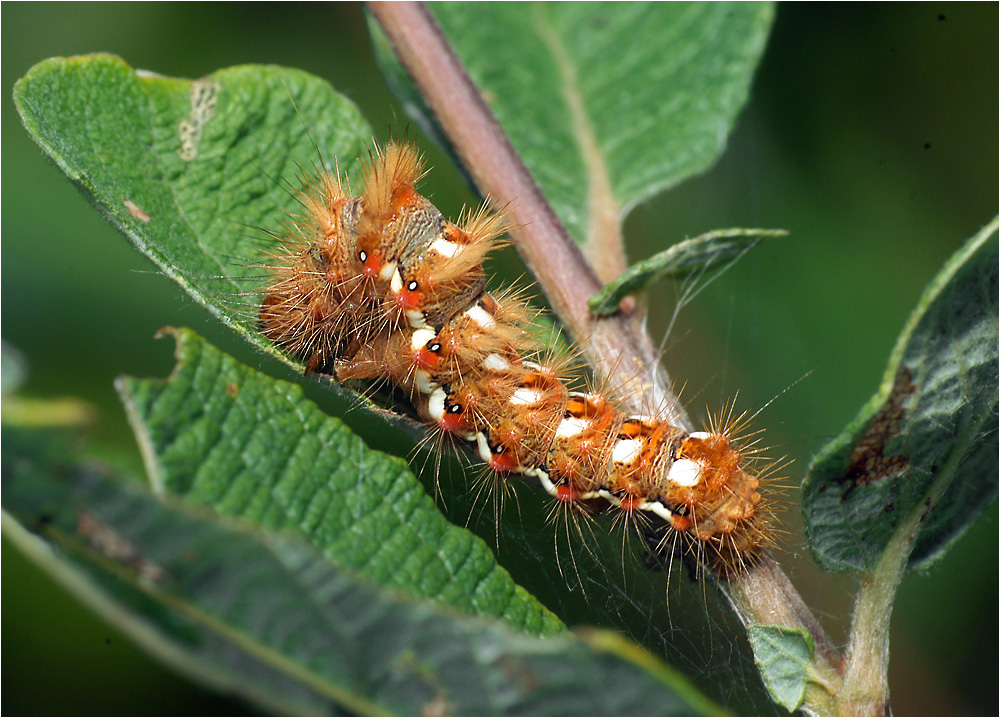 Acronicta rumicis - Стрельчатка щавелевая