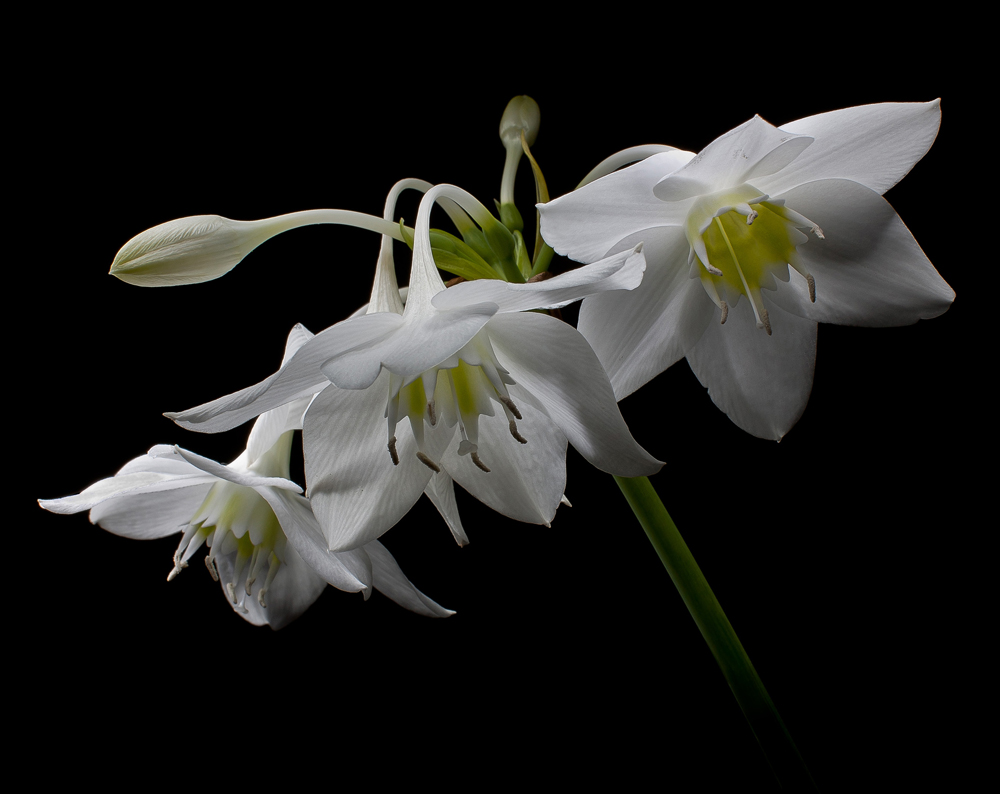 Eucharis amazonica