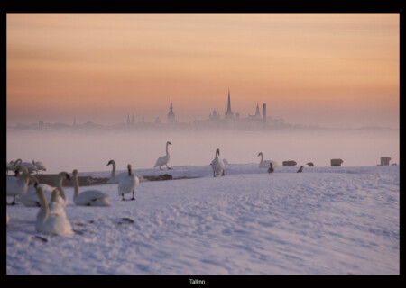 Tallinn